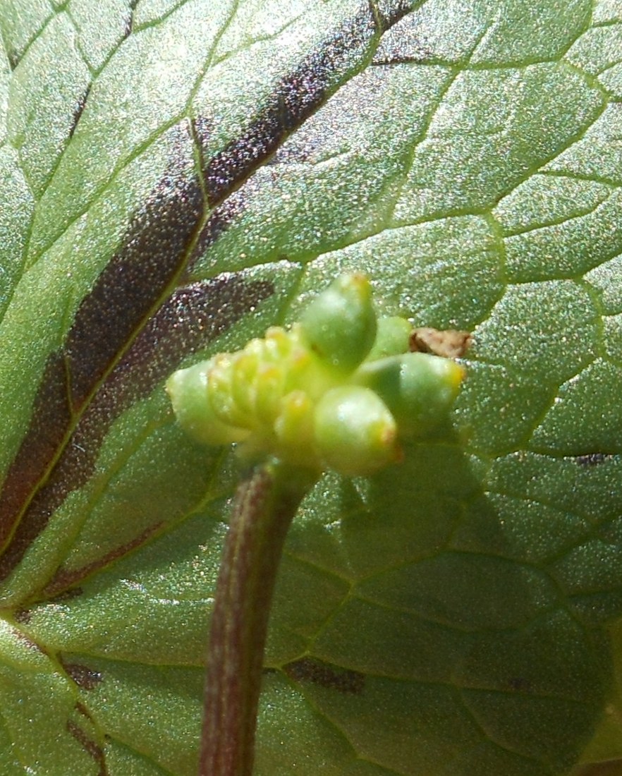 Ficaria verna (=Ranunculus ficaria) subsp. ficariiformis